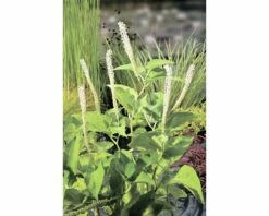 Duftende Teichpflanzen Set FloraSelf Für 500 L Teich -Hornbach Gartenmarkt DV 8 3880467 01 4c DE 20220228121756