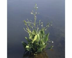 Gewöhnlicher Froschlöffel FloraSelf Alisma Plantago 'Aquatica' H 15-25 Cm Weiß Korb 2,5 L