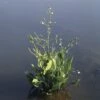 Froschlöffel FloraSelf Alisma Plantago 'Aquatica' H 10-60 Cm Co 0,6 L