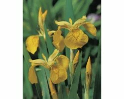 Wasserschwertlillie FloraSelf Iris Pseudocorus Ø 18 Cm Topf