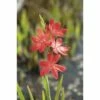 Sumpfspaltgriffel FloraSelf Schizostyllis Coccinea 'Major' Ø 18 Cm Topf