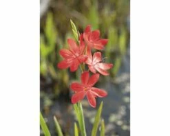 Sumpfspaltgriffel FloraSelf Schizostyllis Coccinea 'Major' Ø 18 Cm Topf