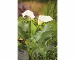 Calla FloraSelf Zantedeschia Aethiopica H 15-25 Cm Co 3 L
