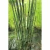 Japanischer Schachtelhalm FloraSelf Equisetum Japonicum Ø 18 Cm Topf 1 Japanischer Schachtelhalm FloraSelf Equisetum Japonicum Ø 18 Cm Topf -Hornbach Gartenmarkt DV 8 3880495 01 4c DE 20160531151626