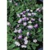 Kriechender Mazus FloraSelf Mazus Reptans Blau H 10-15 Cm Korb 2,5 L -Hornbach Gartenmarkt DV 8 3880500 01 4c DE 20150828121901
