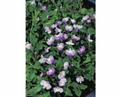 Kriechender Mazus FloraSelf Mazus Reptans Blau H 10-15 Cm Korb 2,5 L
