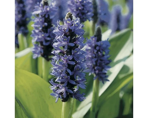 Herzblättriges Hechtkraut FloraSelf Pontederia Cordata H 15-25 Cm Co 3 L 3 Herzblättriges Hechtkraut FloraSelf Pontederia Cordata H 15-25 Cm Co 3 L