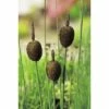 Zwerg Rohrkolben FloraSelf Typha Minima Ø 18 Cm Topf -Hornbach Gartenmarkt DV 8 3880506 01 4c DE 20220228141658 1