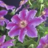 Großblumige Waldrebe FloraSelf Clematis Hybride 'Dr. Ruppel' H 50-70 Cm Co 2,3 L -Hornbach Gartenmarkt DV 8 3897885 01 4c DE 20210625091656