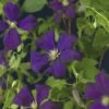 Italienische Waldrebe FloraSelf Clematis Viticella 'Etoile Violette' H 50-70 Cm Co 2,3 L