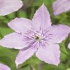 Waldrebe FloraSelf Clematis-Cultivars 'Hagley Hybrid' H 50-70 Cm Co 2,3 L -Hornbach Gartenmarkt DV 8 3897890 02 4c DE 20210329101652