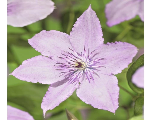 Waldrebe FloraSelf Clematis-Cultivars 'Hagley Hybrid' H 50-70 Cm Co 2,3 L 3 Waldrebe FloraSelf Clematis-Cultivars 'Hagley Hybrid' H 50-70 Cm Co 2,3 L