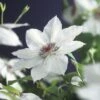 Großblumige Waldrebe FloraSelf Clematis Hybride 'Miss Bateman' H 50-70 Cm Co 2,3 L -Hornbach Gartenmarkt DV 8 3897896 01 4c DE 20210625091656