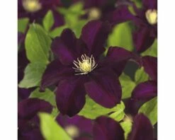 Großblumige Waldrebe FloraSelf Clematis Hybride 'Warszawska Nike' H 50-70 Cm Co 2,3 L