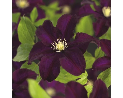 Großblumige Waldrebe FloraSelf Clematis Hybride 'Warszawska Nike' H 50-70 Cm Co 2,3 L 3 Großblumige Waldrebe FloraSelf Clematis Hybride 'Warszawska Nike' H 50-70 Cm Co 2,3 L