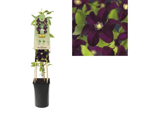 Großblumige Waldrebe FloraSelf Clematis Hybride 'Warszawska Nike' H 50-70 Cm Co 2,3 L 4 Großblumige Waldrebe FloraSelf Clematis Hybride 'Warszawska Nike' H 50-70 Cm Co 2,3 L – Bild 2