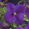 Waldrebe FloraSelf Clematis 'Star Of India' 53-70 Cm -Hornbach Gartenmarkt DV 8 3897912 01 4c DE 20210329094759