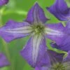 Waldrebe FloraSelf Clematis Viticella H 50-70 Cm Co 2,3 L Blau -Hornbach Gartenmarkt DV 8 3897929 02 4c DE 20210329094759