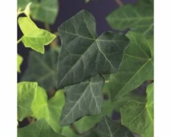 Efeu FloraSelf Hedera Hibernica H Ca. 190 Cm Co 5 L