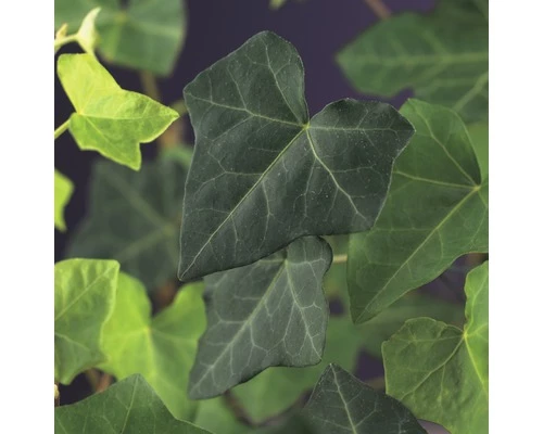 Efeu FloraSelf Hedera Hibernica H Ca. 190 Cm Co 5 L 3 Efeu FloraSelf Hedera Hibernica H Ca. 190 Cm Co 5 L
