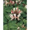 Geißblatt FloraSelf Lonicera Japonica 'Red World' 53-70 Cm