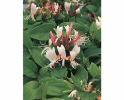 Geißblatt FloraSelf Lonicera Japonica 'Red World' 53-70 Cm