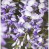 Glyzine FloraSelf Wisteria Sinensis 'Prolific' H 50-70 Cm Co 2,3 L