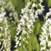 Blauregen FloraSelf Wisteria Floribunda 'Alba' 53-70 Cm -Hornbach Gartenmarkt DV 8 3897972 01 4c DE 20210329094659