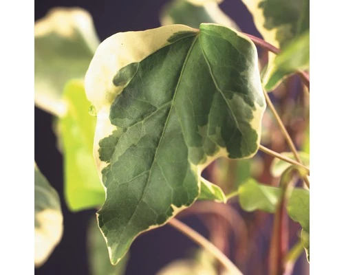 Efeu FloraSelf Hedera Helix 'Gloire De Marengo' H 50-70 Cm Co 2,3 L 3 Efeu FloraSelf Hedera Helix 'Gloire De Marengo' H 50-70 Cm Co 2,3 L