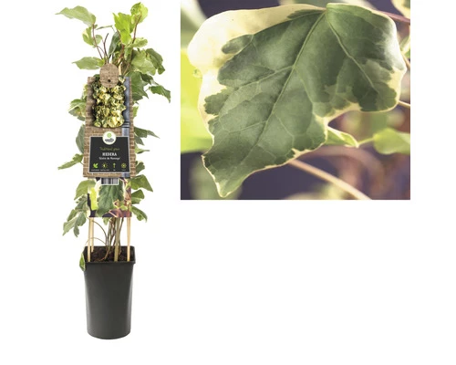 Efeu FloraSelf Hedera Helix 'Gloire De Marengo' H 50-70 Cm Co 2,3 L 4 Efeu FloraSelf Hedera Helix 'Gloire De Marengo' H 50-70 Cm Co 2,3 L – Bild 2