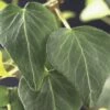 Efeu FloraSelf Hedera Helix 'Natasja' H 50-70 Cm Co 2,3 L -Hornbach Gartenmarkt DV 8 3898014 02 4c DE 20210329094659