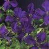 Italienische Waldrebe FloraSelf Clematis Viticella 'Polish Spirit' H 50-70 Cm Co 2,3 L 1 Italienische Waldrebe FloraSelf Clematis Viticella 'Polish Spirit' H 50-70 Cm Co 2,3 L -Hornbach Gartenmarkt DV 8 3898035 01 4c DE 20210329094659
