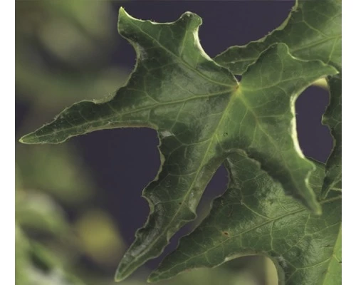 Efeu FloraSelf Hedera Helix 'Ivalace' H 50-70 Cm Co 2,3 L 3 Efeu FloraSelf Hedera Helix 'Ivalace' H 50-70 Cm Co 2,3 L