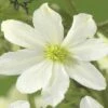 Waldrebe FloraSelf Clematis-Cultivars 'Early Sensation' H 50-70 Cm Co 2,3 L -Hornbach Gartenmarkt DV 8 3898053 02 4c DE 20190115174755