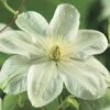 Waldrebe FloraSelf Clematis-Cultivars 'Guernsey Cream' H 50-70 Cm Co 2,3 L