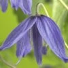 Akelei-Waldrebe FloraSelf Clematis Macropetala H 50-70 Cm Co 2,3 L