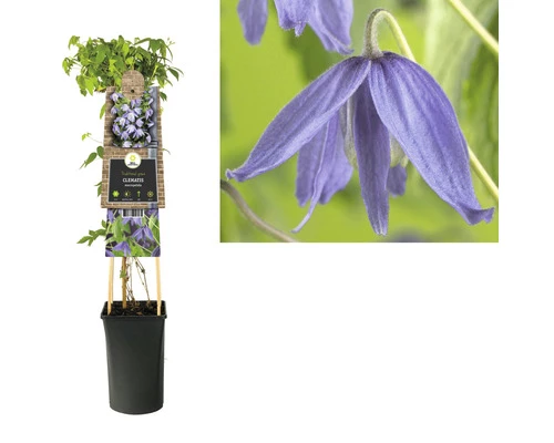 Akelei-Waldrebe FloraSelf Clematis Macropetala H 50-70 Cm Co 2,3 L 4 Akelei-Waldrebe FloraSelf Clematis Macropetala H 50-70 Cm Co 2,3 L – Bild 2
