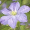 Waldrebe FloraSelf Clematis-Cultivars 'Prince Charles' H 50-70 Cm Co 2,3 L 2 Waldrebe FloraSelf Clematis-Cultivars 'Prince Charles' H 50-70 Cm Co 2,3 L -Hornbach Gartenmarkt DV 8 3898095 02 4c DE 20210329094659