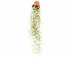 Tillandsie, Louisianamoos Ampel FloraSelf Tillandsia Usneoides FloraSelf H 30-50 Cm 11 Tillandsie, Louisianamoos Ampel FloraSelf Tillandsia Usneoides FloraSelf H 30-50 Cm -Hornbach Gartenmarkt DV 8 4018757 03 4c RO 20210217045812