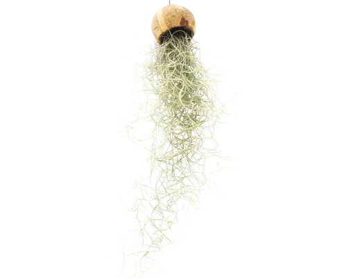 Tillandsie, Louisianamoos Ampel FloraSelf Tillandsia Usneoides FloraSelf H 30-50 Cm 7 Tillandsie, Louisianamoos Ampel FloraSelf Tillandsia Usneoides FloraSelf H 30-50 Cm – Bild 5