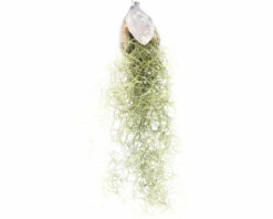 Tillandsie, Louisianamoos Ampel FloraSelf Tillandsia Usneoides FloraSelf H 30-50 Cm 12 Tillandsie, Louisianamoos Ampel FloraSelf Tillandsia Usneoides FloraSelf H 30-50 Cm -Hornbach Gartenmarkt DV 8 4018757 05 4c RO 20210217050356