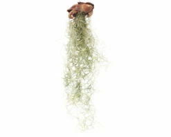 Tillandsie, Louisianamoos Ampel FloraSelf Tillandsia Usneoides FloraSelf H 30-50 Cm 14 Tillandsie, Louisianamoos Ampel FloraSelf Tillandsia Usneoides FloraSelf H 30-50 Cm -Hornbach Gartenmarkt DV 8 4018757 06 4c RO 20210217044223