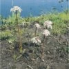 Schildblatt FloraSelf Darmera Peltata H 5-40 Cm Co 0,6 L 1 Schildblatt FloraSelf Darmera Peltata H 5-40 Cm Co 0,6 L -Hornbach Gartenmarkt DV 8 4509216 01 4c DE 20200221094750