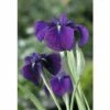 Wasserschwertlilie FloraSelf Iris Kaempferi 'Variegata' H 20-60 Cm Co 0,6 L -Hornbach Gartenmarkt DV 8 4509230 01 4c DE 20190322114657