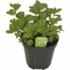 Marokkanische Minze FloraSelf Mentha Spicata 'Marocchina' H 10-13 Cm Co 1,2 L -Hornbach Gartenmarkt DV 8 4610235 01 4c CH 20190221051652