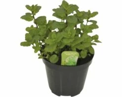 Marokkanische Minze FloraSelf Mentha Spicata 'Marocchina' H 10-13 Cm Co 1,2 L