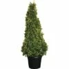 Spindelstrauch Kegel FloraSelf Euonimus Japonicus 'Aureus' H 160-180 Cm Co 70 L -Hornbach Gartenmarkt DV 8 4610973 01 4c CH 20181020204659