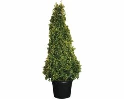 Spindelstrauch Kegel FloraSelf Euonimus Japonicus 'Aureus' H 160-180 Cm Co 70 L