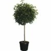 Glanzmispel Halbstamm FloraSelf Photinia Fraseri 'Red Robin' H 130 Cm Co 25 L 1 Glanzmispel Halbstamm FloraSelf Photinia Fraseri 'Red Robin' H 130 Cm Co 25 L -Hornbach Gartenmarkt DV 8 4610975 01 4c CH 20181020204659