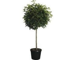 Glanzmispel Halbstamm FloraSelf Photinia Fraseri 'Red Robin' H 130 Cm Co 25 L